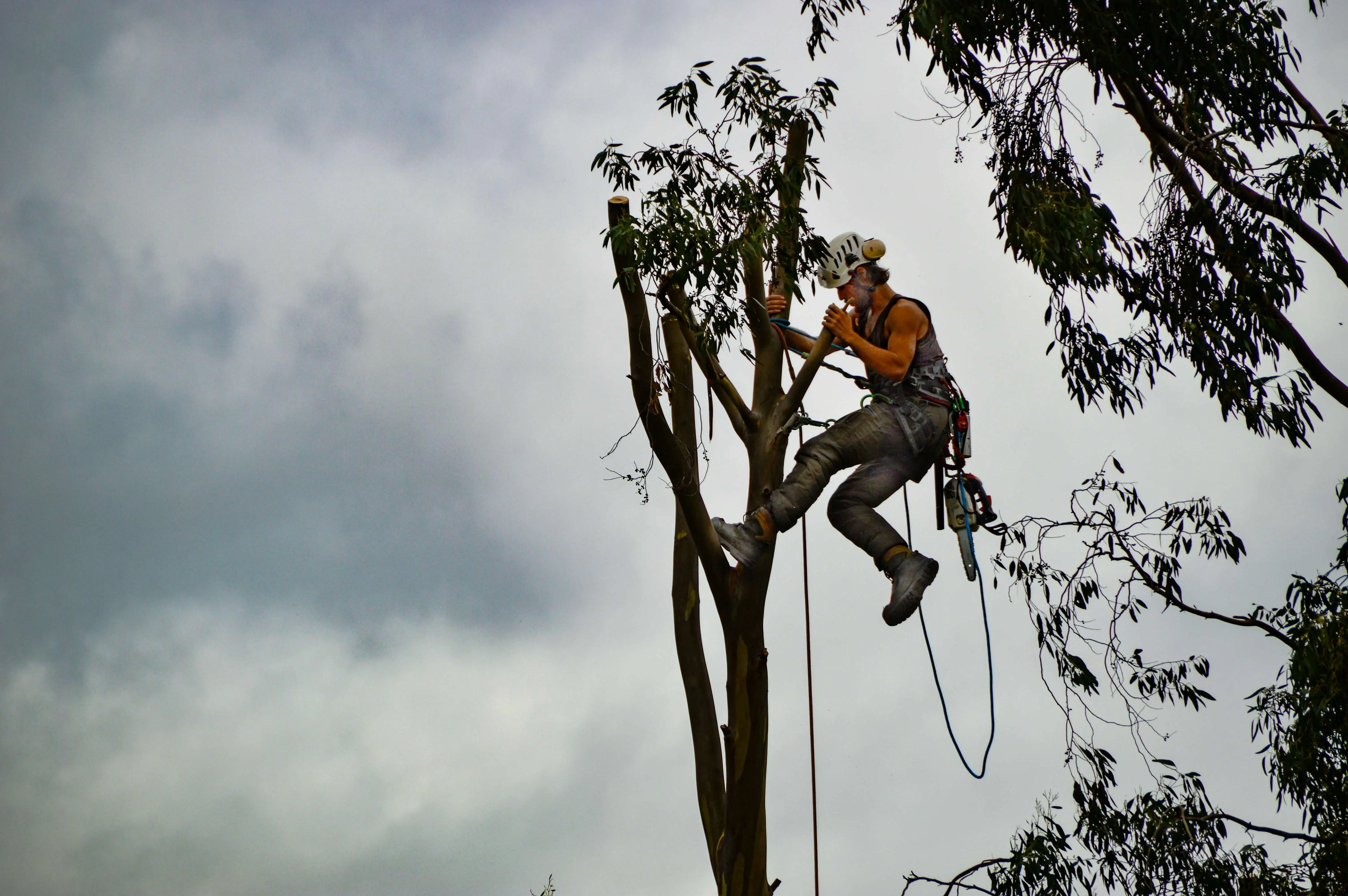 Arborist working on a tree in nature